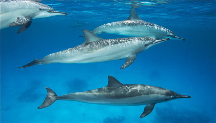 在大海里海豚真的会救人吗？为什么海豚会救人呢？
