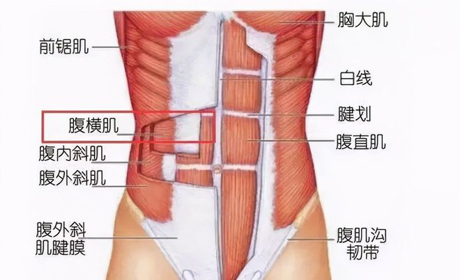 坚持做平板支撑，可以达到减肥的效果吗？(图4)