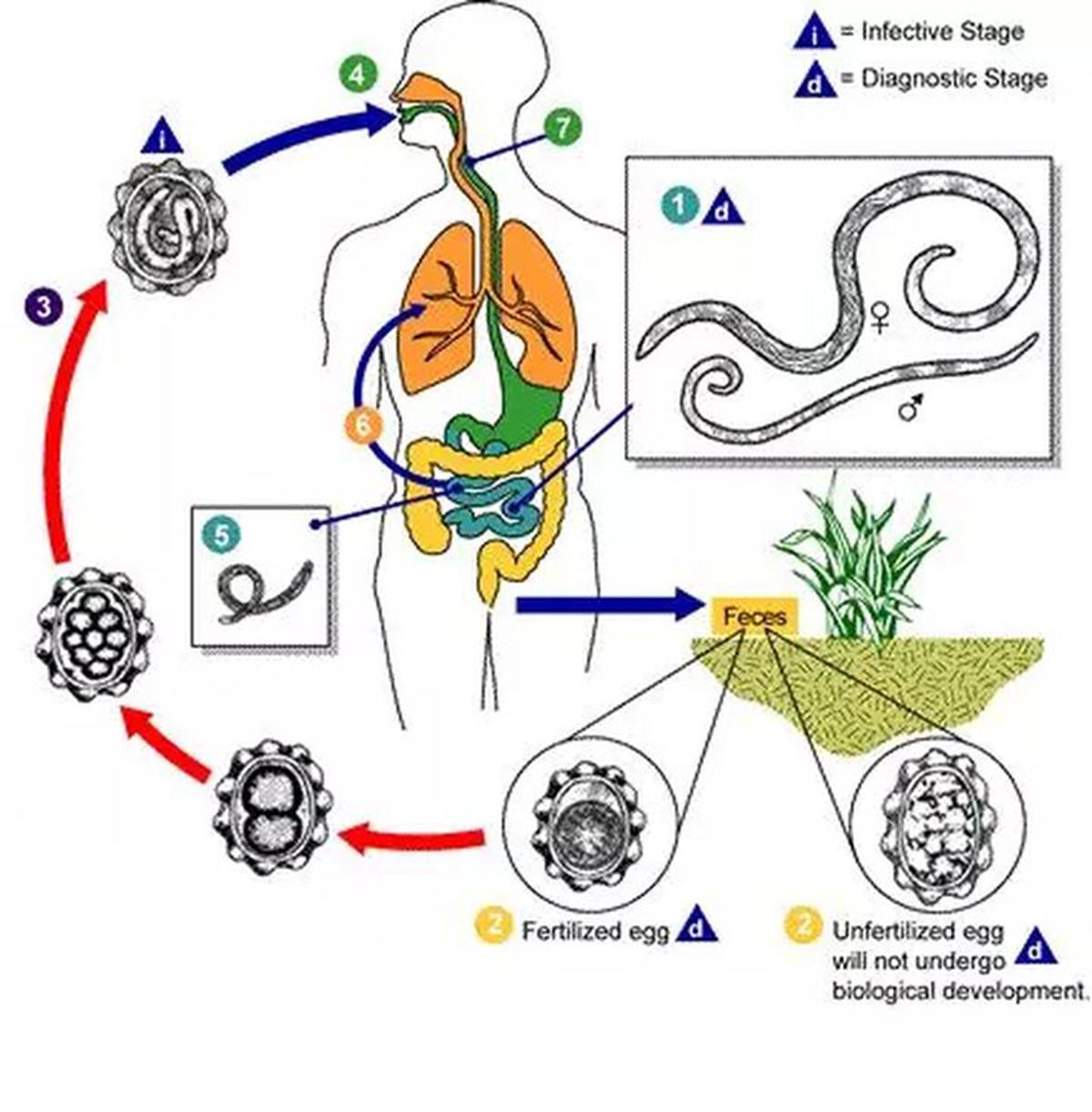 七八十年代，几乎每人肚里都生过蛔虫，为啥现在却没人感染蛔虫了(图8)